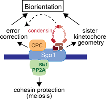 Image from Marston paper elife 2014