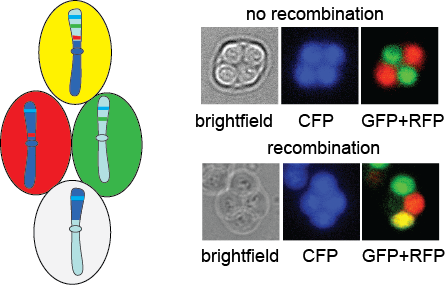 Image from Marston paper, elife 2015