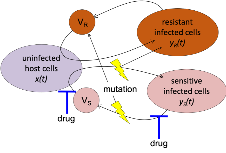 Viral dynamics model schematic showing uninfected and infected host cells and virions, with drug inhibition and mutation pathwa.