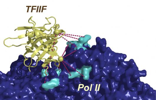 Image from Rappsilber paper, EMBO Journal 2010