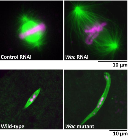 Image from Ohkura paper, Journal of Cell Biology 2009