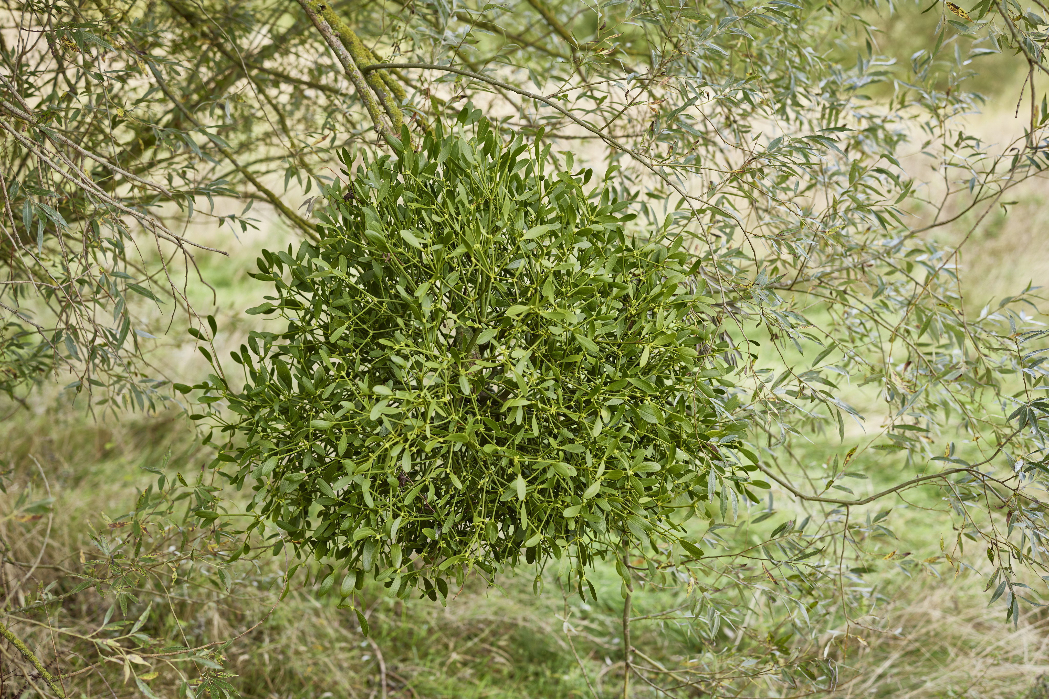 Mistletoe (Viscum album) growing on the Wellcome Genome Campus wetlands nature reserve. 