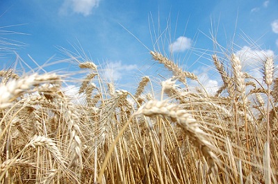 wheat crop