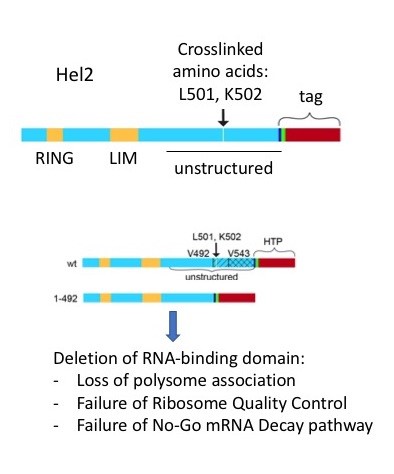 Image from Tollervey paper, nature communications 2019