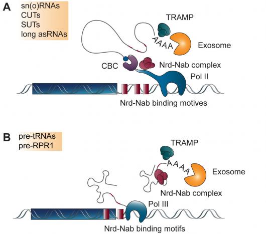 Image from Tollervey paper, EMBO Journal 2011