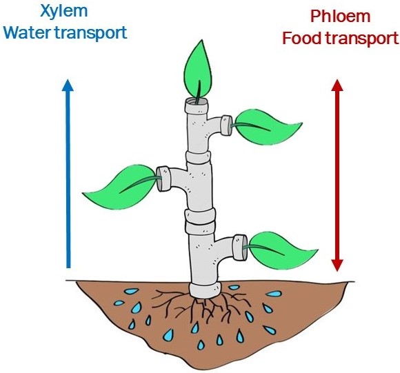 xylem phloem diagram