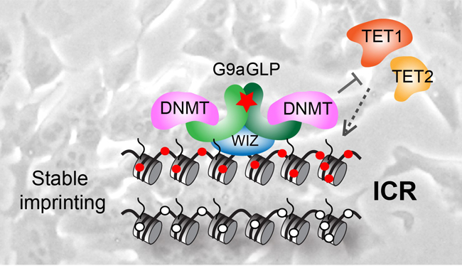 Image from Rappsilber paper, Cell reports 2016