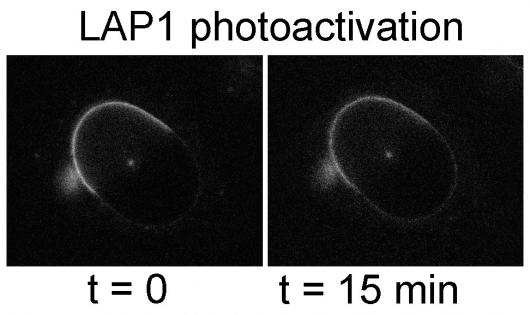 Image from Schirmer paper, Journal of Cell Biology 2011